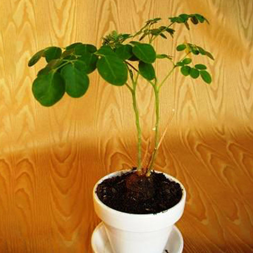 2pcs Moringa borziana Seeds Bonsai plant