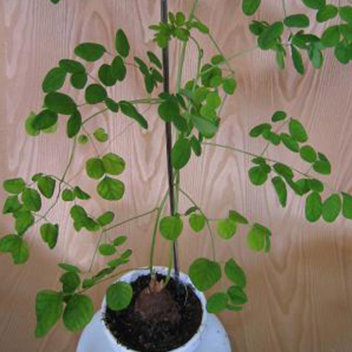 2pcs Moringa borziana Seeds Bonsai plant