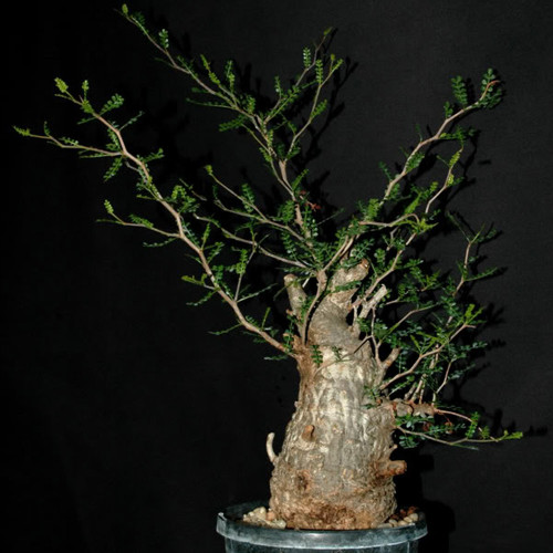 2pcs Operculicarya decaryi Fresh Seeds Good bonsai plants