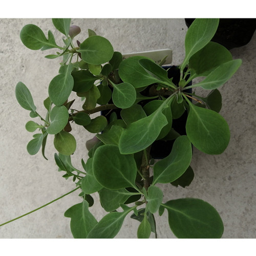10PCS Othonna triepneriana Seeds Bonsai plant Rare succulents