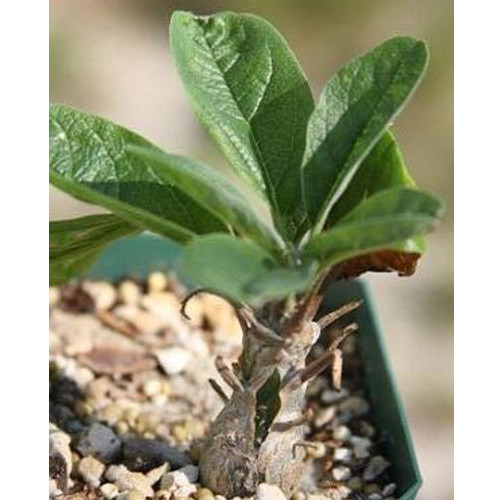 2pcs Sesamothamnus rivae Fresh Seed Bonsai Ornamental Plants