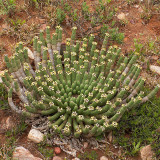 5pcs Euphorbia caput-medusae Fresh Seed