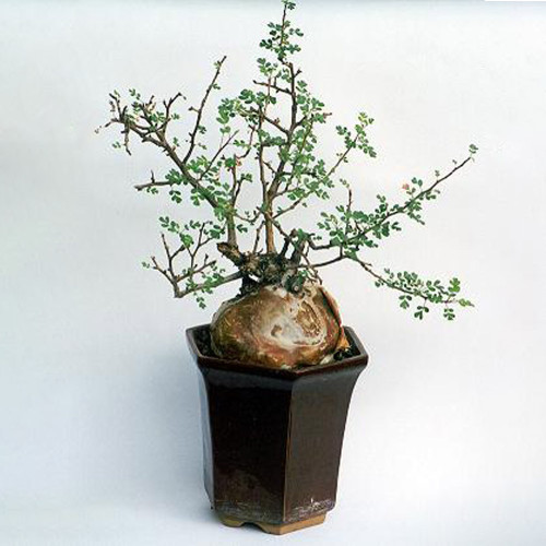 5PCS Pachycormus discolor Seeds Bonsai plant