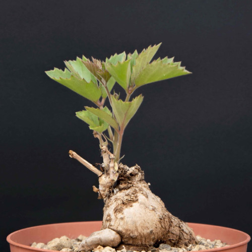 2PCS Seeds Cyphostemma sp. 'Ngare Mara' , Rare, Bonsai plant