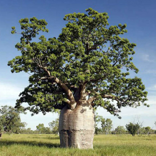 5PCS Seeds Adansonia Gregorii Boab Baobab Bottle Tree