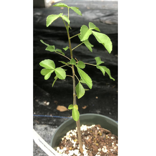 2PCS Seeds Commiphora mildbraedii , Rare, Bonsai plant, Burseraceae, Reddish Brown Bark