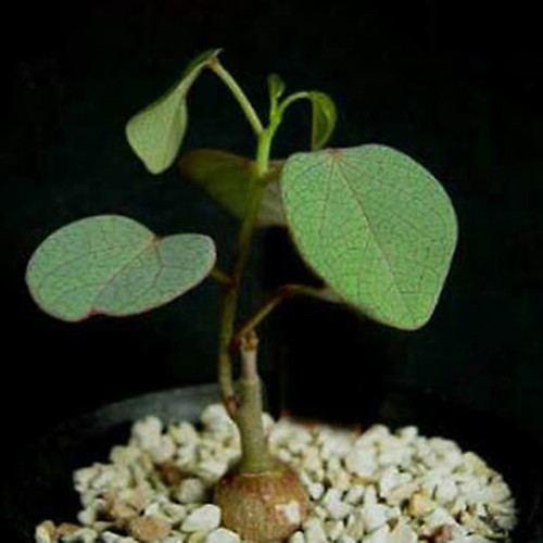 5PCS Seeds Adenia isaloensis , Rare, Bonsai Plant