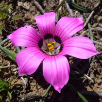 5PCS Romulea Tetragona * Beautiful Flowers * 5 Seeds * Rare *