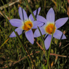 5PCS Romulea Tabularis * Beautiful Flowers * 5 Seeds * Rare *