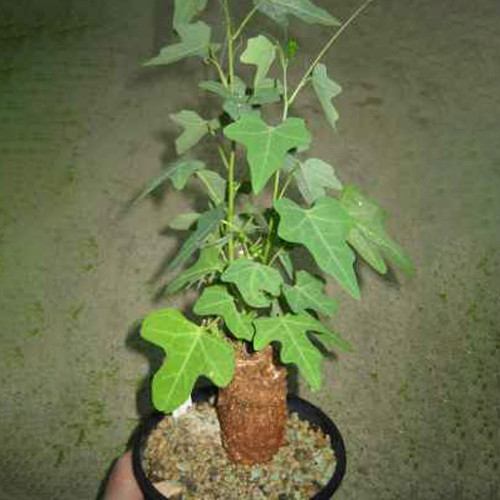 5PCS Adenia gummifera Seeds Rare Root Block