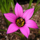 5PCS Romulea Tetragona * Beautiful Flowers * 5 Seeds * Rare *