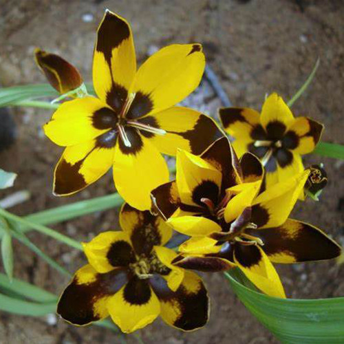 5PCS Hesperantha vaginata Seeds Beautiful Flowers