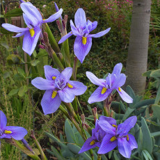 5PCS Moraea Polystachya * Beautiful Purple Flowers * 5 Seeds * Rare *