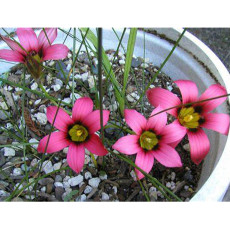 5PCS Romulea Eximia * Beautiful Flowers * 5 Seeds * Rare *