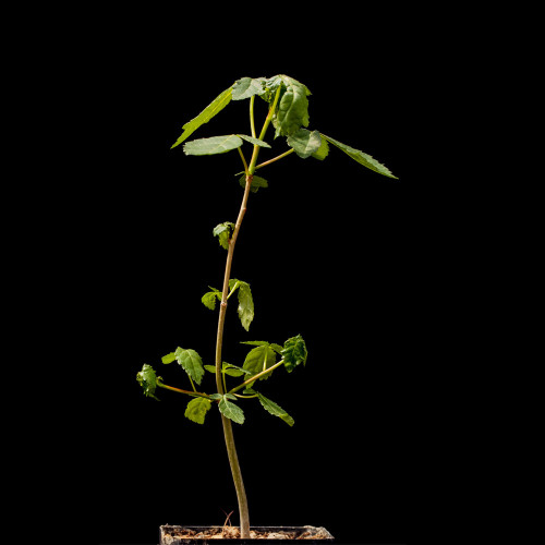 2PCS Commiphora oblongifolia Seeds Burseraceae Plant