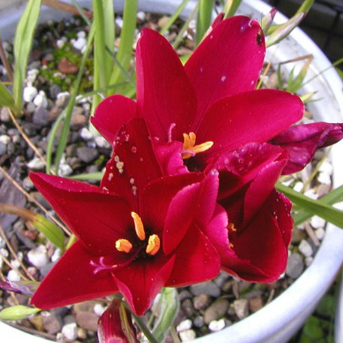 5PCS Geissorhiza inflexa Seeds Beautiful Red Flowers