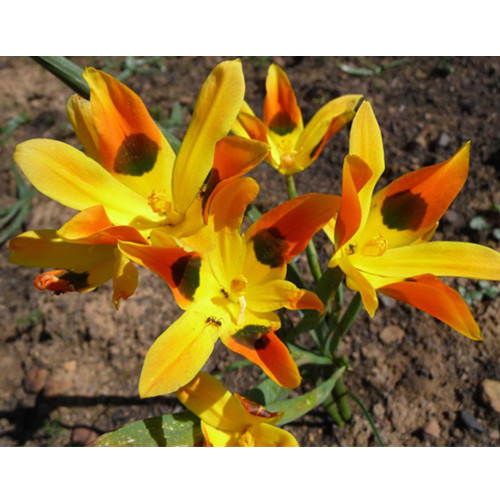 5PCS Moraea Elegans - Cape Tulips - Yellow Black Spot Flower - 5 Seeds