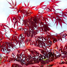 10PCS Acer palmatum 'Atropurpureum'  Rare Potted Plant Red Maple Leaf Seeds