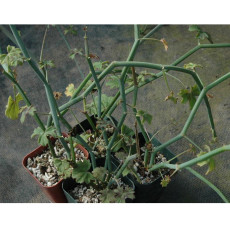 5PCS Pelargonium Tetragonum Seeds Rare Potted Plant