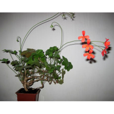 5PCS Pelargonium Tongaense Seeds Rare Potted Plant