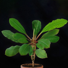 10PCS Euphorbia leuconeura Seeds Potted Plant