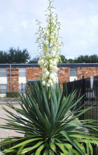 10PCS Yucca Glauca - Soapweed Yucca - fresh seeds - Hardiest Yucca In The World!