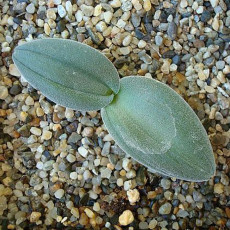 10PCS Drimia Anomala Succulent Plant Garden Plants - Seeds
