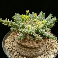 5PCS Euphorbia Gorgonis Seeds Rare Root Block Potted Plant