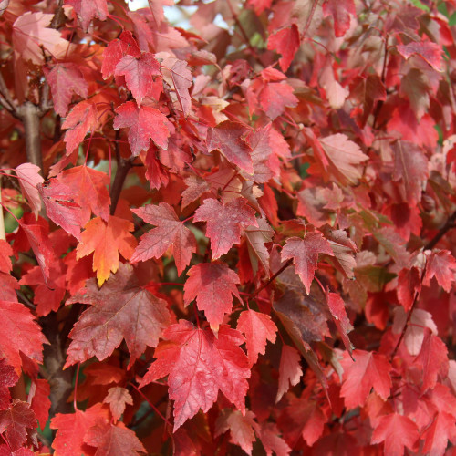 10PCS Acer Rubrum Rare Potted Plant Red Maple Leaf Seeds