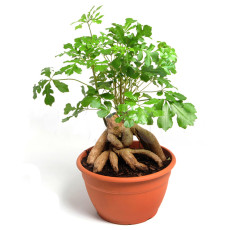 10PCS Cussonia spicata - Tree Garden Plant - Seeds Potted Plant