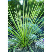 10PCS Yucca Campestris  Quilted Yucca Garden Plants - Seeds