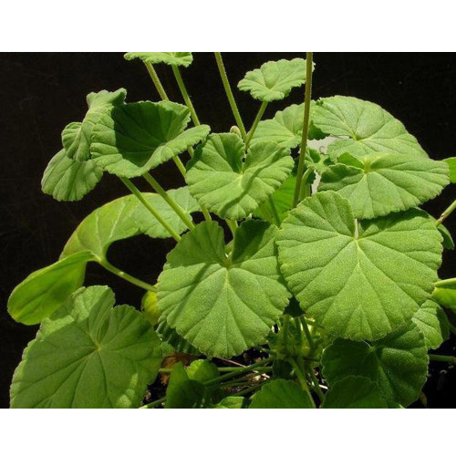 5PCS Pelargonium worcesterae Seeds Rare Potted Plant