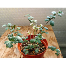 5PCS Pelargonium Parvipetalum Garden Plants - Seeds