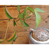 2PCS Cyphostemma pachypus Potted plants - Rare Seeds