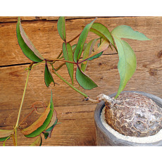 2PCS Cyphostemma pachypus Potted plants - Rare Seeds