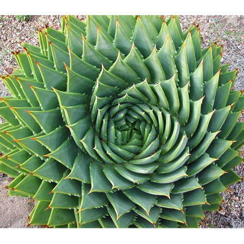 5PCS Aloe Polyphylla SEEDS Rare Succulent~ Spiral Aloe~ Succulents Seeds