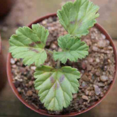 5PCS Pelargonium Mollicomum Garden Potted Plants - Seeds