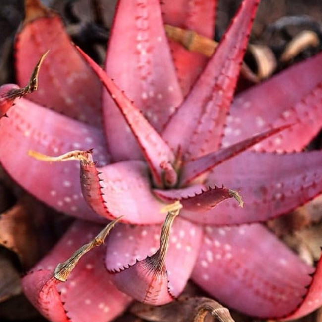 5PCS Aloe Microstigma - Cape Speckled Aloe Small-Spotted Aloe - Rare Seeds