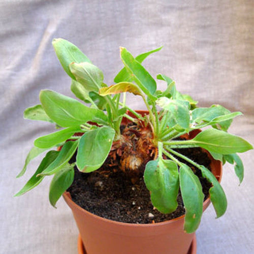 5PCS Pelargonium Ochroleucum Garden Potted Plants - Seeds