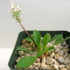 5PCS Pelargonium Vinaceum Garden Potted Plants - Seeds