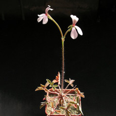 5PCS Pelargonium Quinquelobatum Voi, Kenia Garden Potted Plants - Seeds