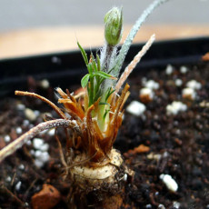 5PCS Pelargonium Violiflorum Garden Potted Plants - Seeds