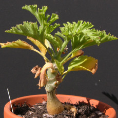 5PCS Pelargonium laxum Garden Plants - Seeds