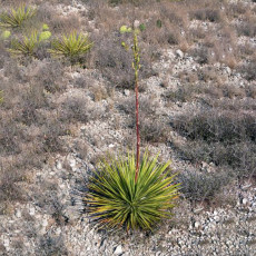 5PCS Yucca Reverchonii Garden Plants - Seeds