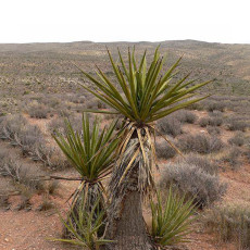 5PCS Yucca Schidigera Mojave Yucca Garden Plants - Seeds