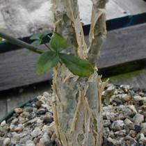5PCS Commiphora Mollis - Potted Plants Burseraceae Seeds