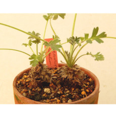 5PCS Pelargonium Incrassatum Pink Garden Potted Plants - Seeds