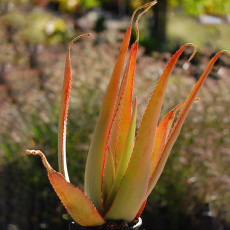 10PCS Aloe Elegans Succulents Garden Plants - Seeds