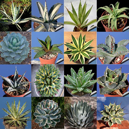 20PCS AGAVE Mix Seeds - Century Plant - Many Unique Succulent Plant Species