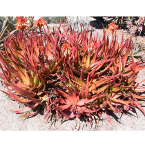 5PCS ALOE CAMERONII - Red Aloe Vera - Succulents Garden Plants - Seeds